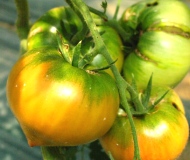 小針さんのファーストトマト画像2