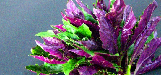 大きくなりすぎた　金時草　B Living with Life] Re-cultivation of Kinjiso (Golden Root Plants